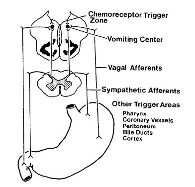The vomiting center and chemoreceptor trigger zone control vomiting