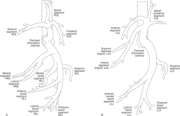 FIGURE 1-7. Diagrams of normal airway anatomy, lateral views. A: Right bronchial tree. Note that the middle lobe bronchi are relatively anterior (right middle lobe pneumonia is projected anteriorly over the heart on a lateral chest radiograph). RLL, right lower lobe; RML, right middle lobe; RUL, right upper lobe. B: Left bronchial tree. Note that the lingular bronchi are relatively anterior (analogous to the right middle lobe bronchi). LLL, left lower lobe; LUL, left upper lobe.