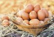 Eggs exports